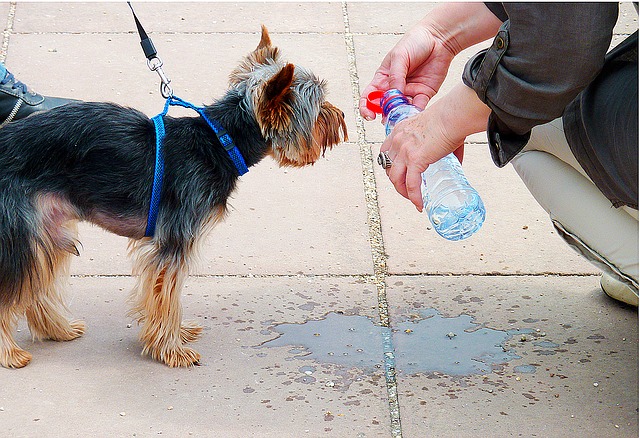 voda pro psa.jpg